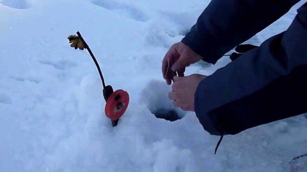 Ловля налима зимой (видео) | топ-3 популярных способа