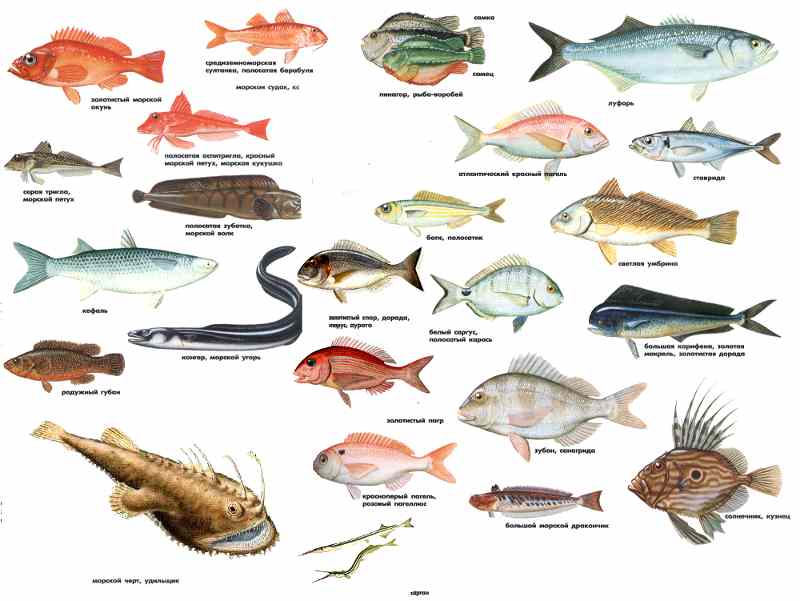 Рыба морская названия с картинками для еды
