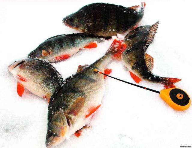 Что нужно знать о рыбалке в глухозимье – рыбалке.нет