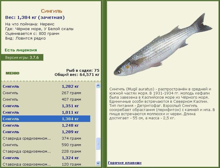 Подробное описание рыбы кефаль и ее видов с фото