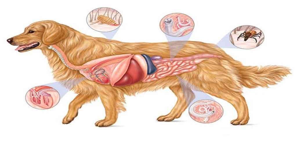 Мокнущая рана у собаки: причины образования и методы лечения
