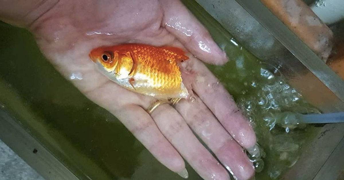Симптомы болезней аквариумных рыб и их диагностика: фото и лечение