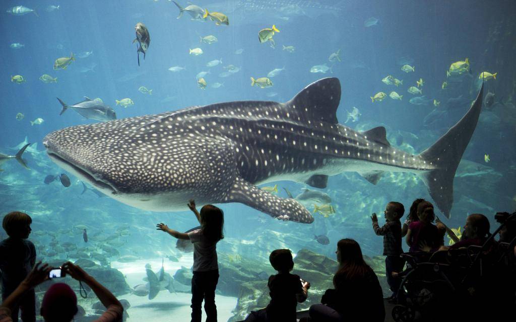 Крупнейшие аквариумы в мире :: инфониак