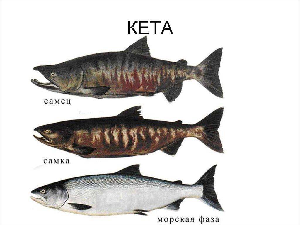 Какая рыба лучше - кижуч, кета или жирная семга, где водятся и чем питаются