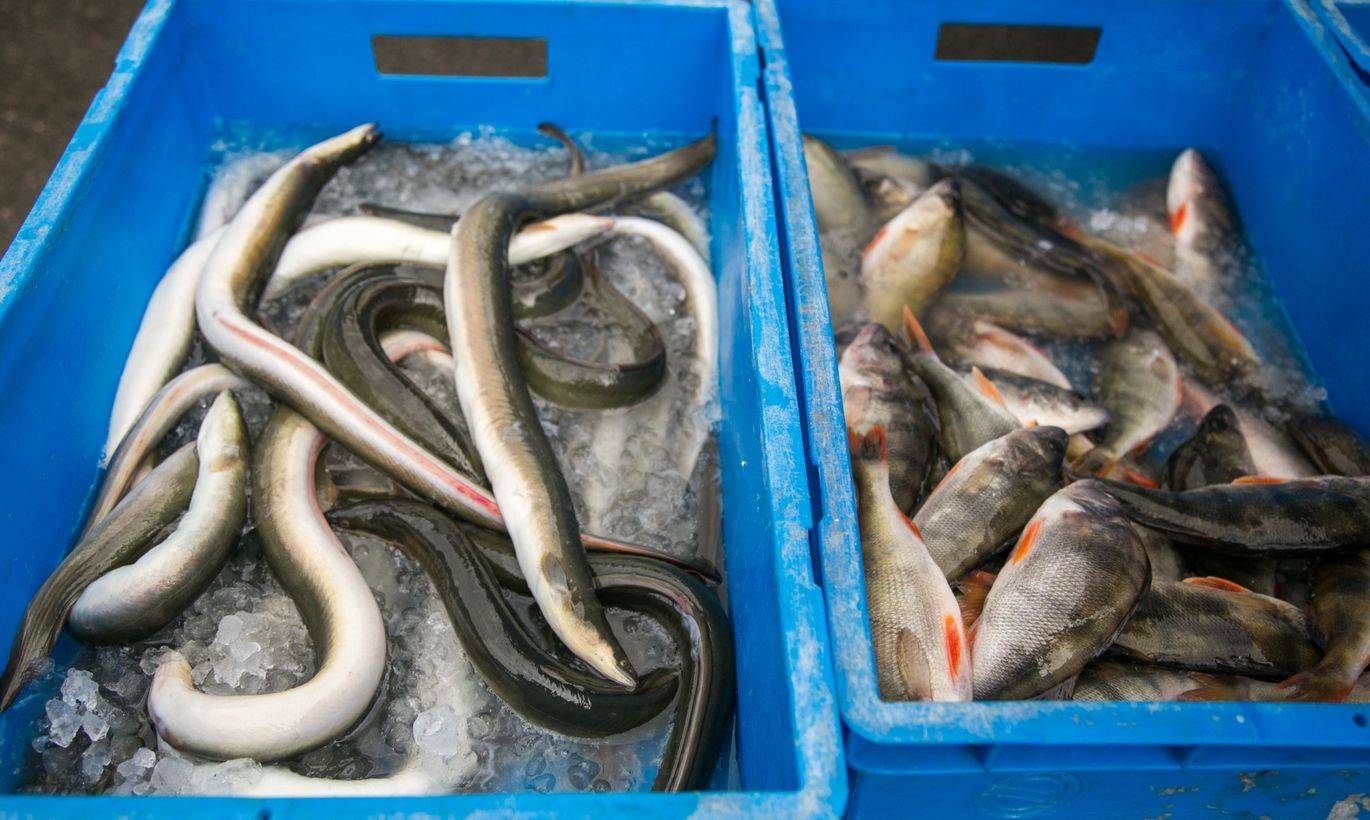 Ловля угря на живца | секреты рыбалки на речного угря