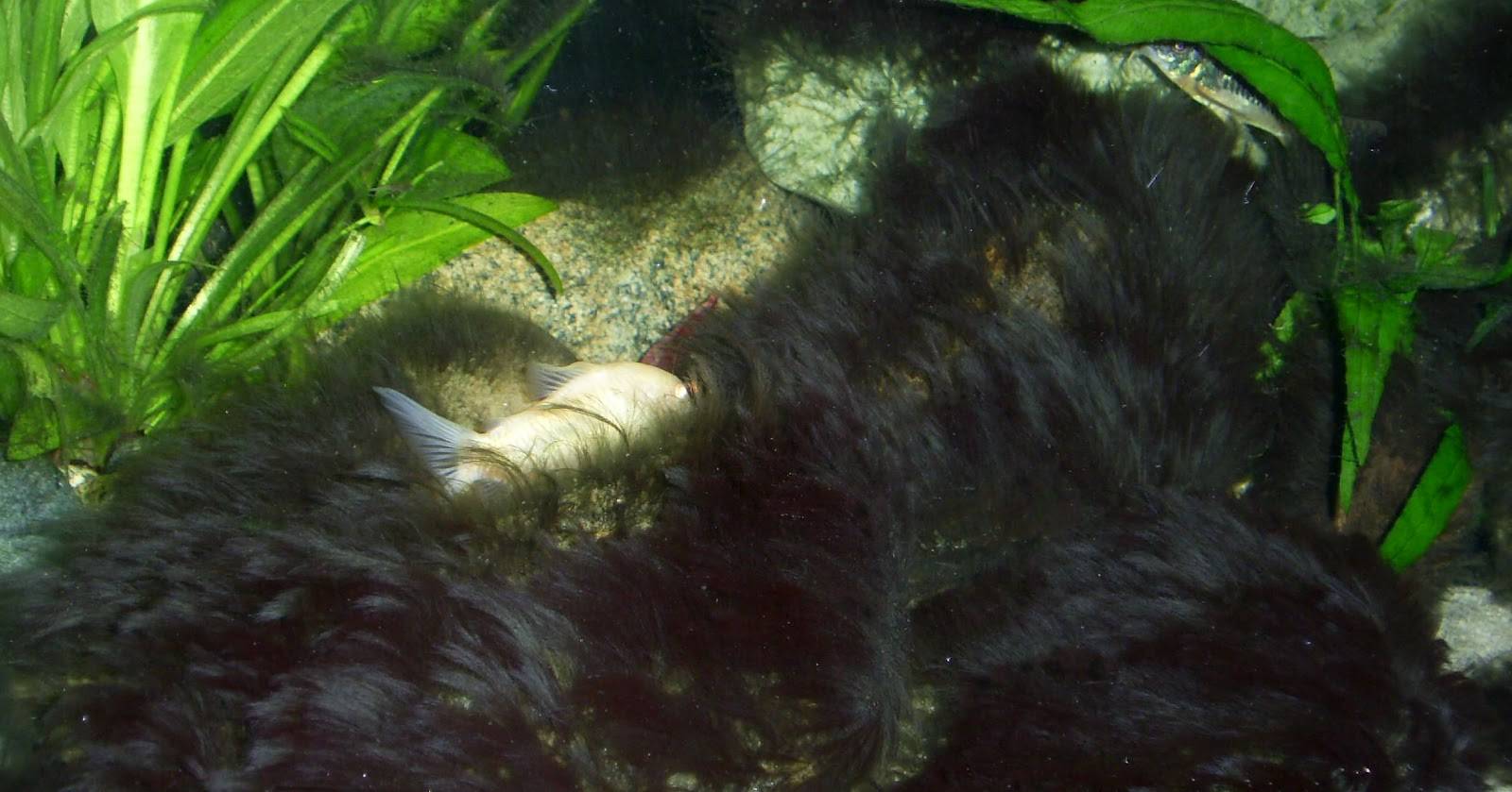 Черная борода в аквариуме: причины появления, методы борьбы с водорослью, химические и биологические средства