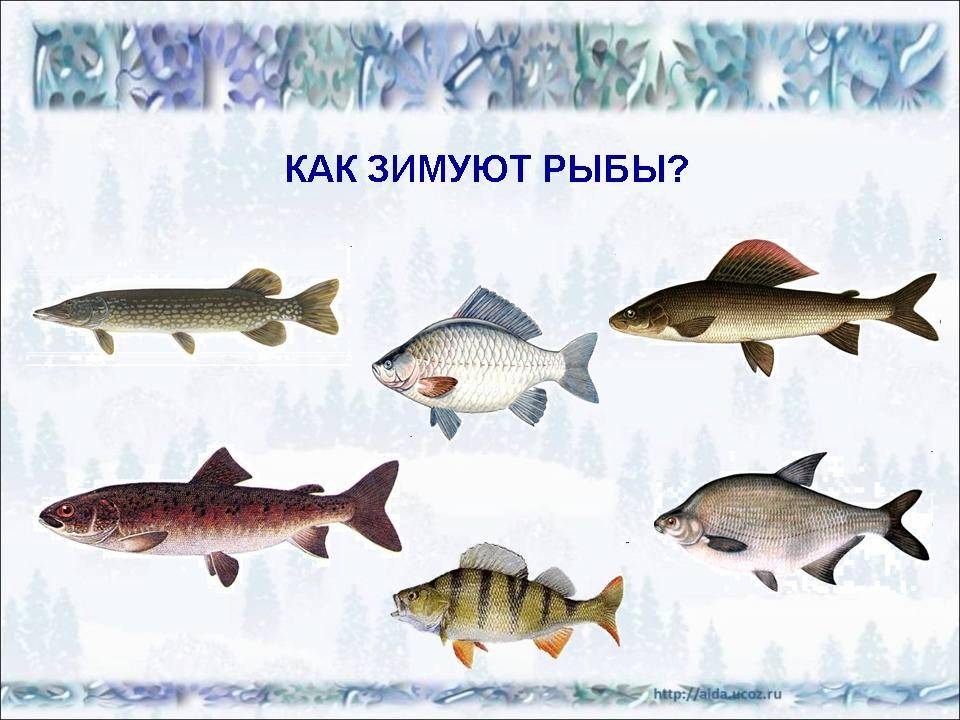 ✅ как подготовить пруд к зимовке рыб. зимовка карпов в пруду на даче - elpaso-antibar.ru