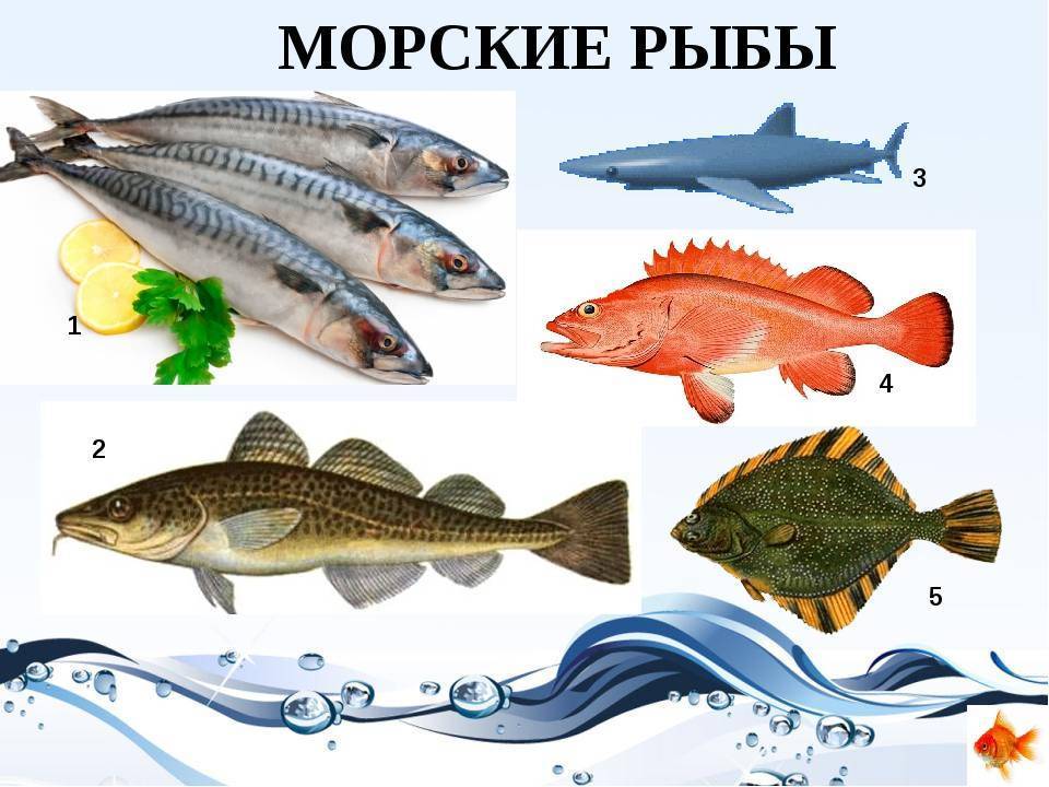 Морские рыбы презентация