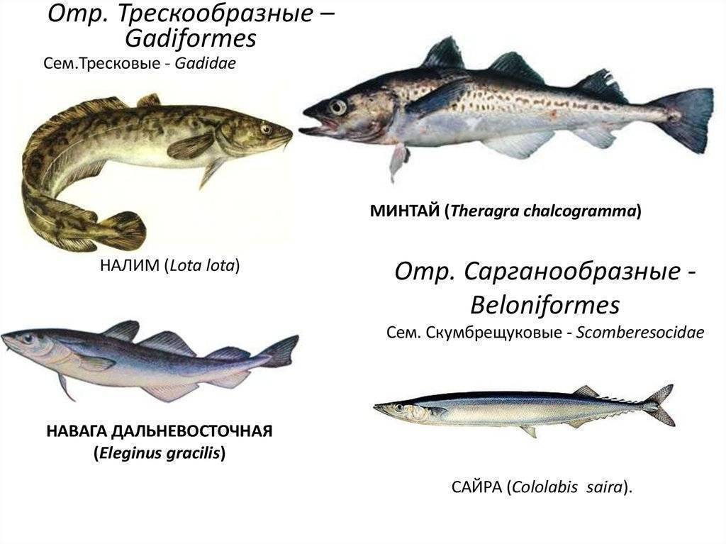 Рыба тресковых пород список с фото и названиями