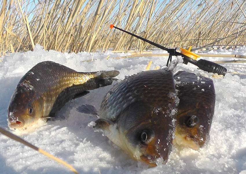 Рыбака холодами не испугать: мормышки на карася зимой