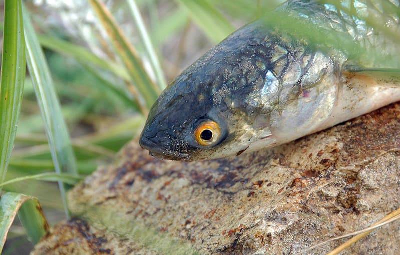 Рыбы чёрного моря: перечень, описание и особенности