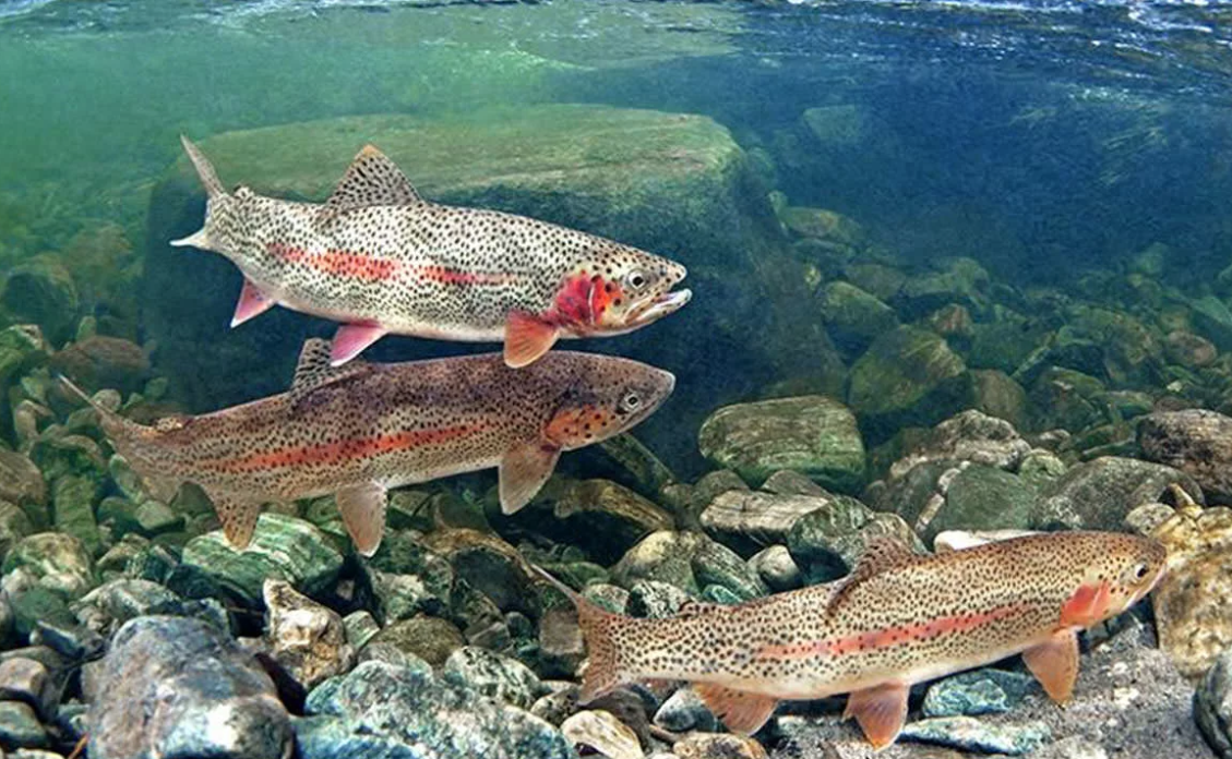 Какая рыба водится в норильске название фото