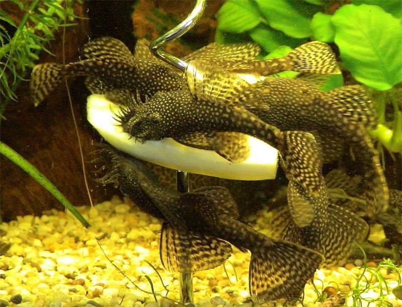 Аквариумная рыбка медная тетра или хасемания (hasemania nana): фото, содержание и кормление, размножение и разведение.