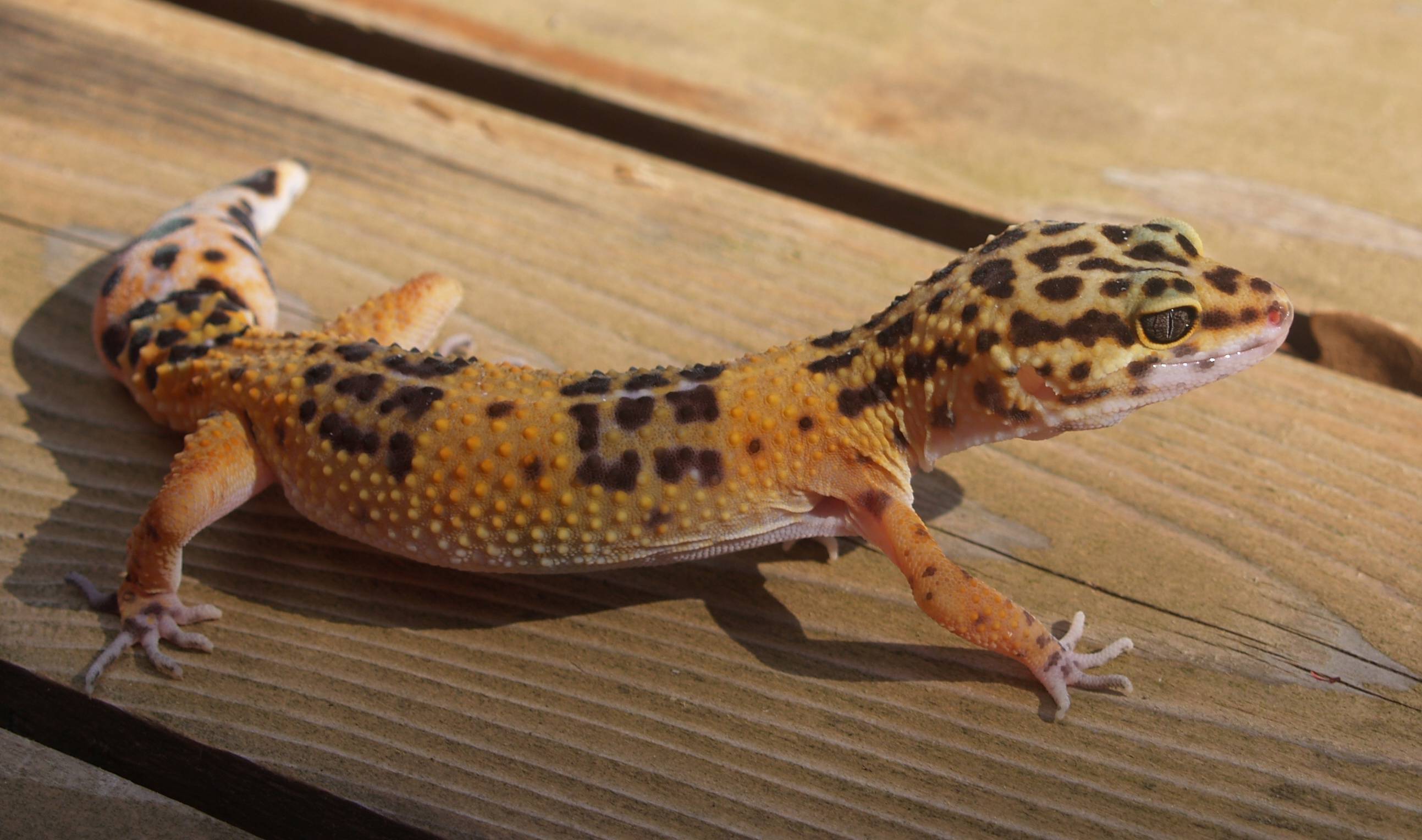 Леопардовый геккон или пятнистый эублефар — eublepharis macularius