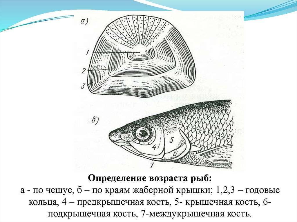 Весьма существенным при изучении возраста рыб является вопрос о времени закладки годового кольца