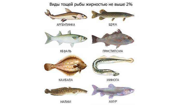 Список белой рыбы с описанием и фото