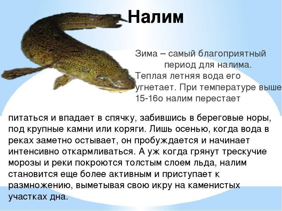 Хариус: описание рыбы, виды, места обитания, способы ловли, приманки, калорийность и гастрономическая ценность