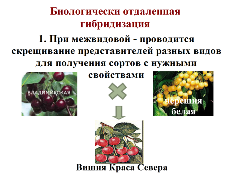 Гибриды как правило бесплодны. Метод гибридизации растений. Гибридизация метод селекции растений. Пример отдаленной гибридизации в селекции растений. Отдалённая гибридизация метод селекции растений.