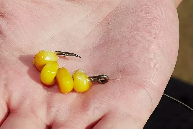 5 способов насаживания кукурузы на крючок
