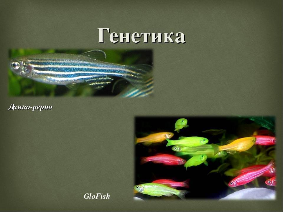 Аквариумная рыбка данио: содержание, чем кормить, как размножаются и отличия