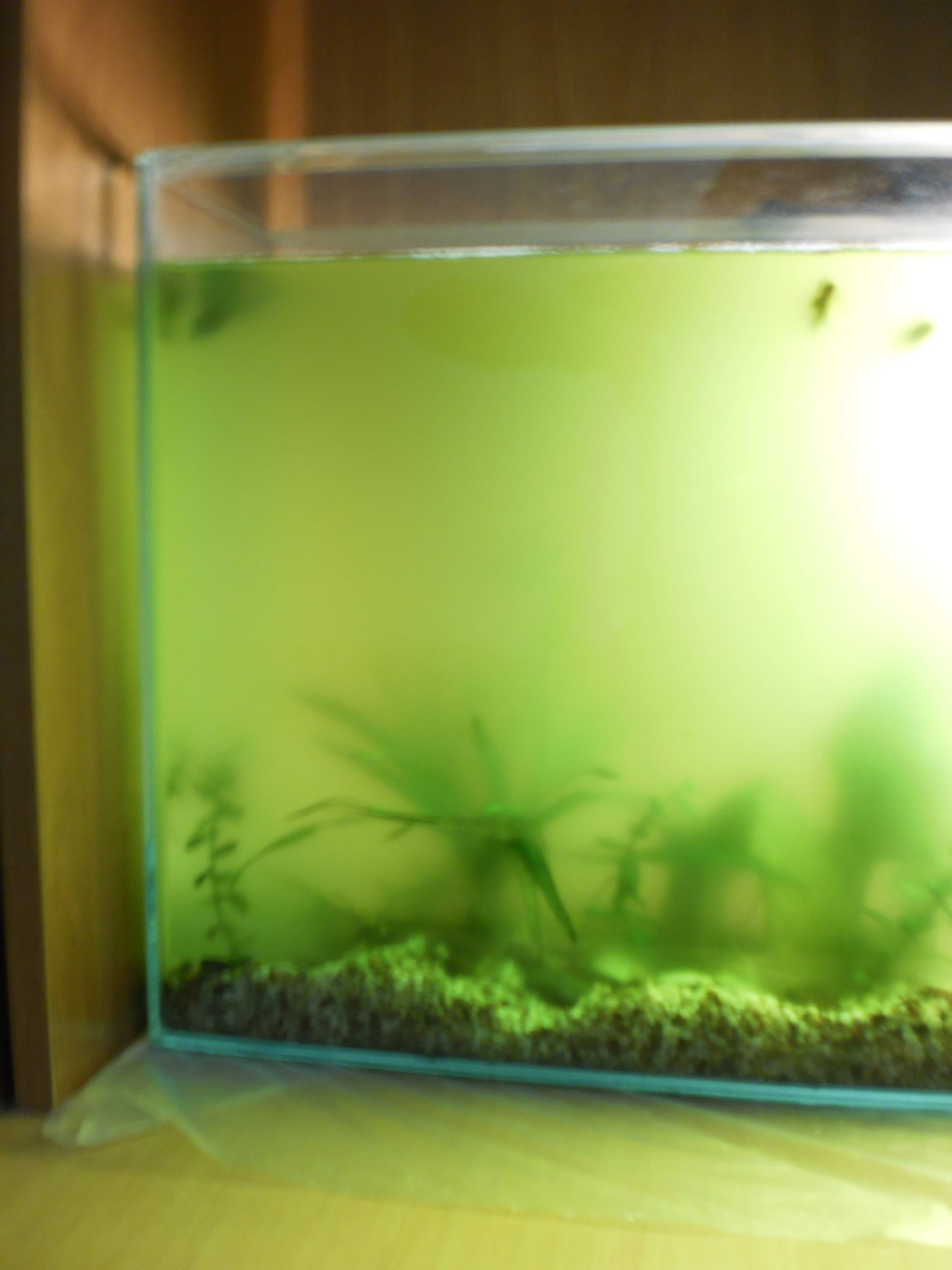 Почему аквариум покрылся. Зеленый аквариум. Вода в аквариуме. Аквариум без водорослей. Зеленая вода в аквариуме.