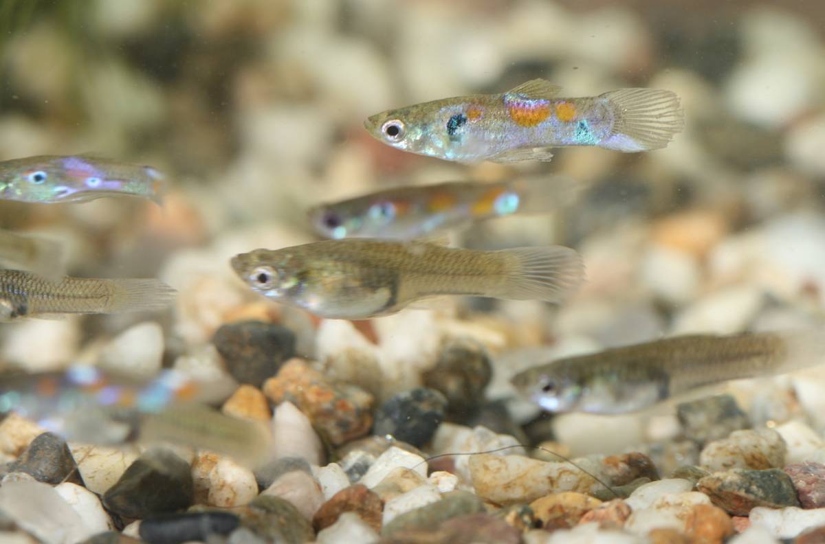 Гуппи рыбка: виды, уход, содержание, размножение,фото