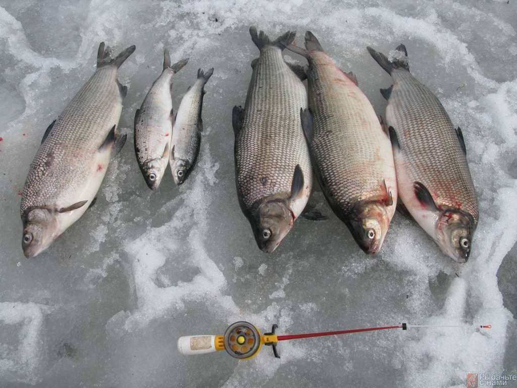 Рыбалка на амуре: весной, летом, осенью и зимой, какую рыбу можно поймать
