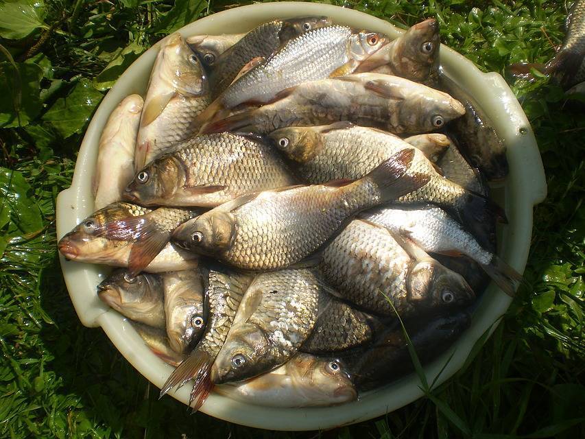 Рыбалка в пензе и пензенской области: лучшие места для ловли, рыболовная карта