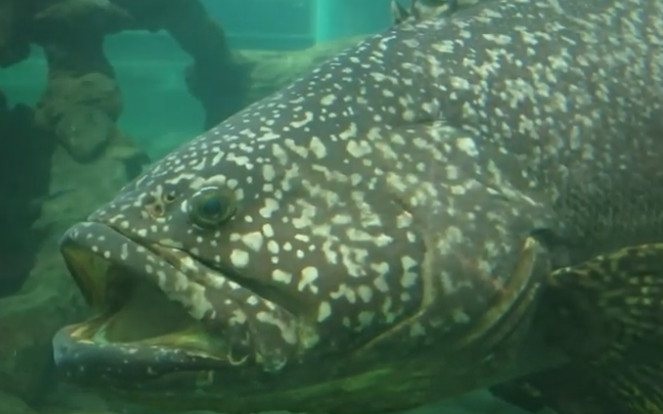 Рыба групер — фото, жизненный цикл, ареал обитания, питание и размножение