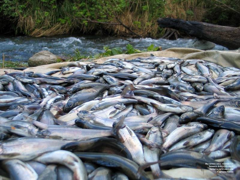Рыбалка в нижнем тагиле и его окрестностях: где клюет рыба? рыбалка на реках, озерах и прудах