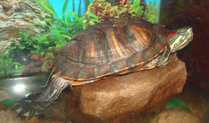 какое время красноухая черепаха может находиться без воды