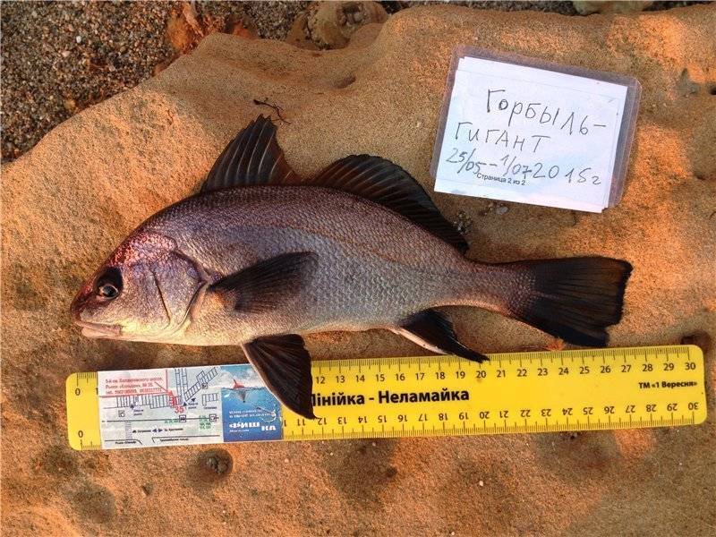 Угай крупночешуйный фото и описание – каталог рыб, смотреть онлайн