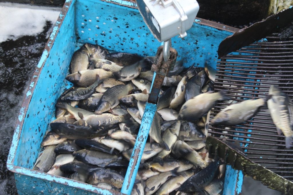 Запреты на рыбалку в беларуси. календарь 2022 г. - lakes.by