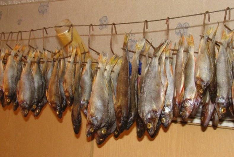 Вобла – описание рыбы с фото; польза и вред; пищевая ценность и калорийность