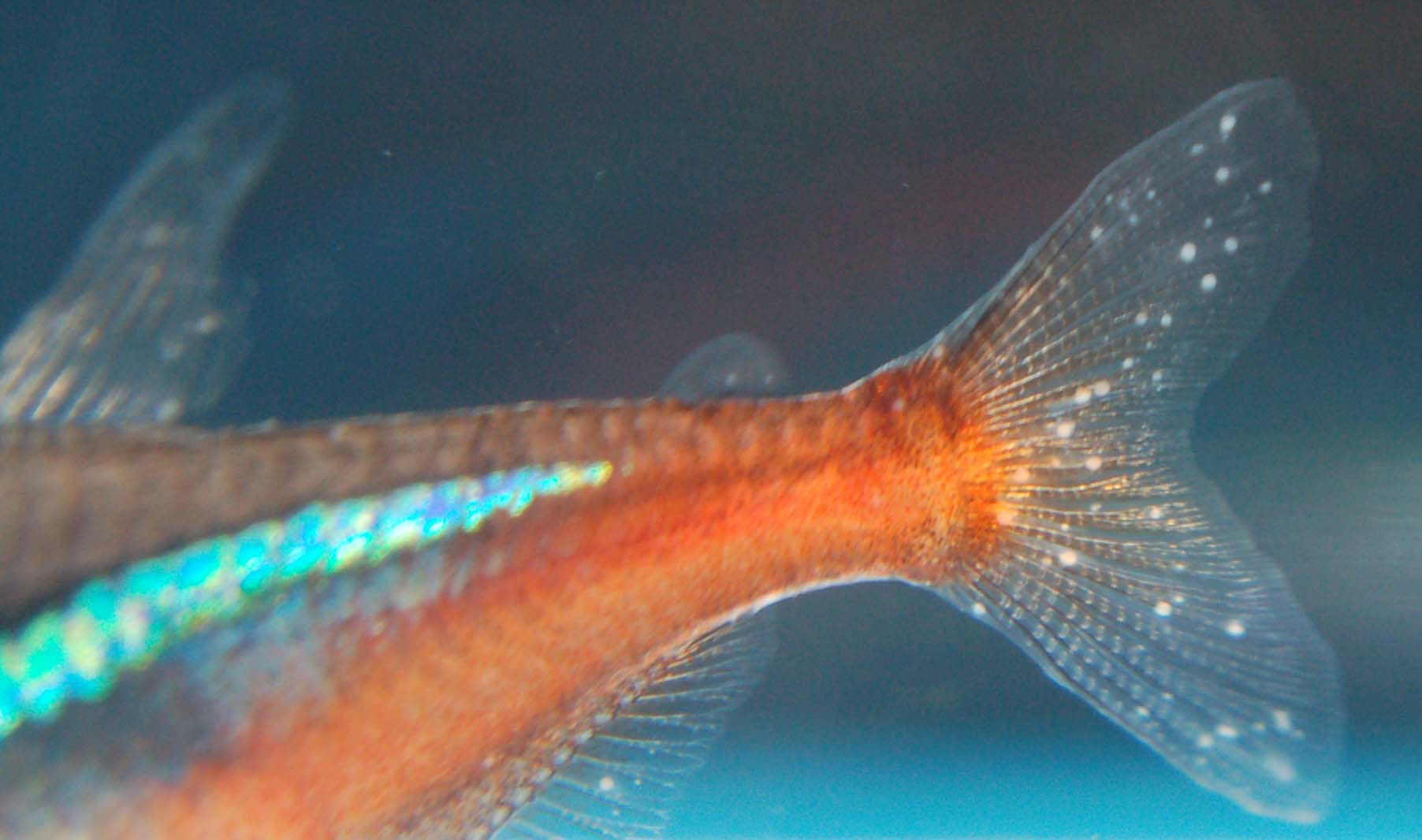 Ихтиофтириоз - (манка) у рыб: лечение в общем аквариуме