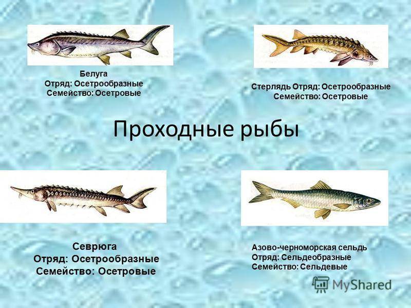 Семейство осетровых видов рыб: список самых популярных осетров, описание и фото