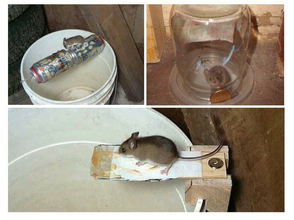 Приманка для мышей - что они любят