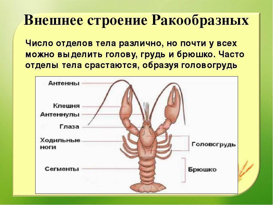 Части рака. Строение ракообразных 7 класс. Класс ракообразные строение. Строение членистоногих ракообразные. Внешнее строение ракообразных 7 класс биология.