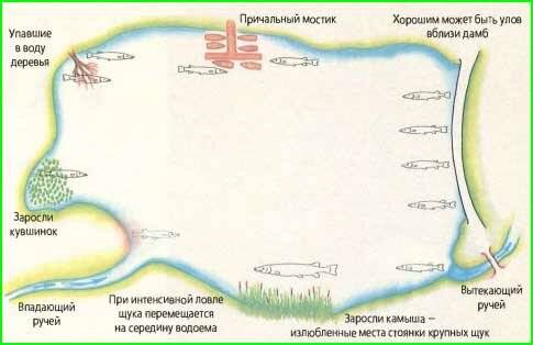 На какой глубине щука