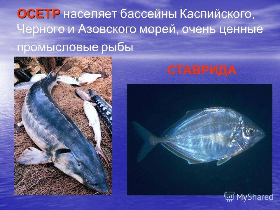 Азовское море обитатели моря