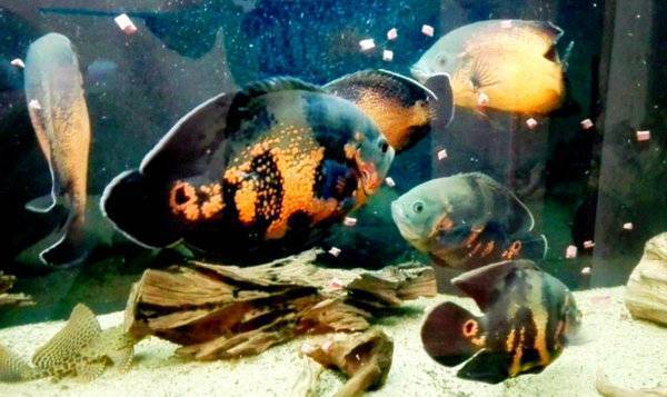 Астронотус: содержание, уход и размножение в аквариуме