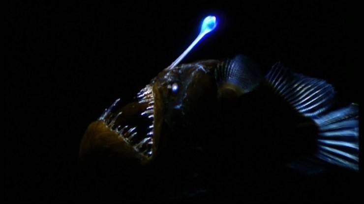 Рыба удильщик: среда обитания, питание и размножение, половые различия глубоководного морского черта
