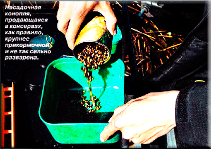 Семена конопли: отличная прикормка и наживка