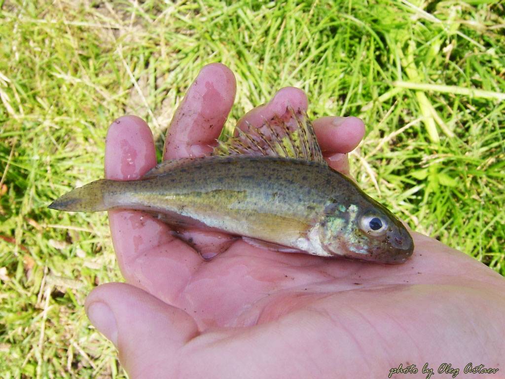 Гольян: описание, распространение, образ жизни и способ ловли - fishingwiki