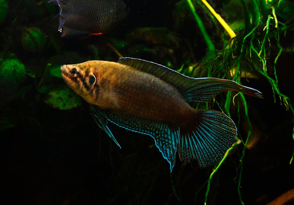 ???? аквариумные рыбки - фото с названиями и описанием