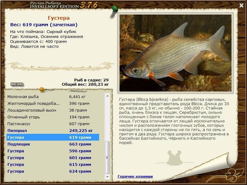 Лещ и густера: отличие и повадки, ценность рыбы. как поймать этих рыб и где они водятся