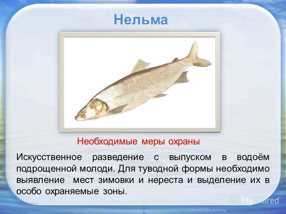 Почему рыб необходимо охранять. Нельма рыба. Промысловая рыба Нельма. Красная рыба Нельма. Нельма рыба описание.