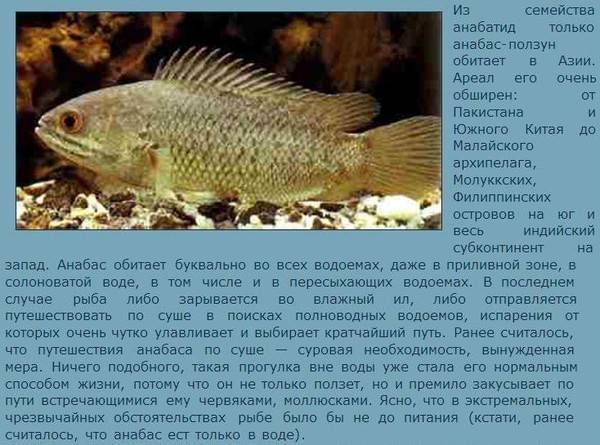 Обитание, описание и повадки рыбы в домашних условиях