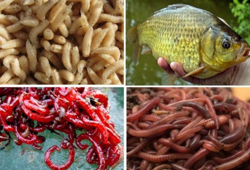 Прикормка для карася – способы приготовления, ингредиенты, цвет, советы профессионала - статьи о рыбалке