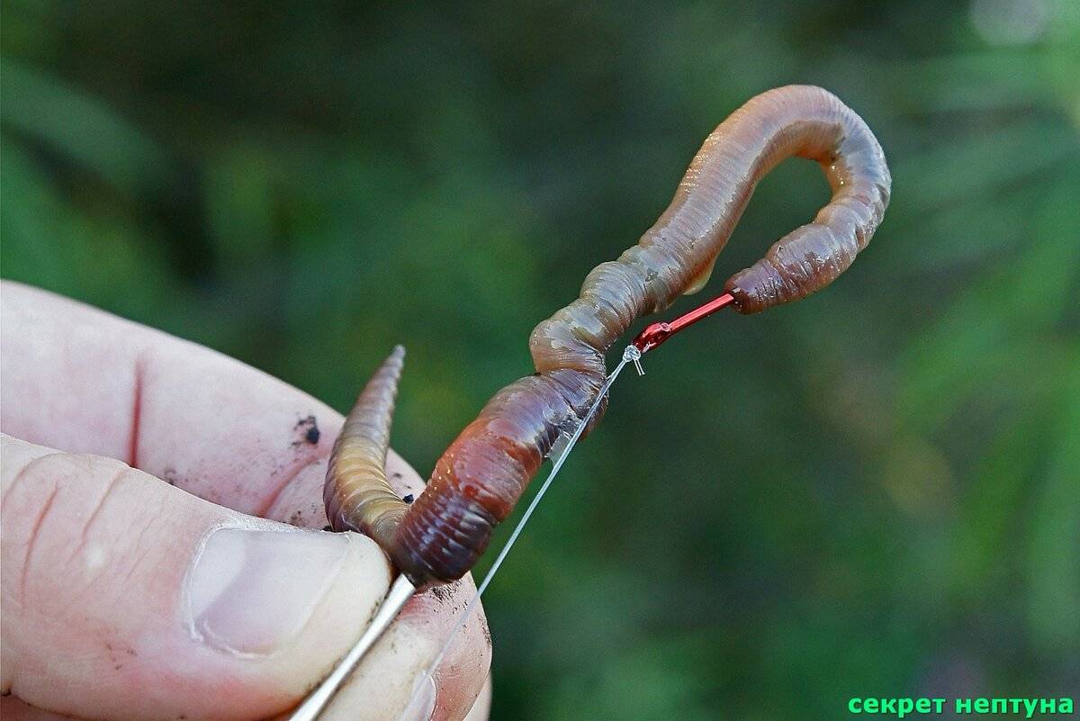 Рыбалка на червя: как правильно насаживать на крючок